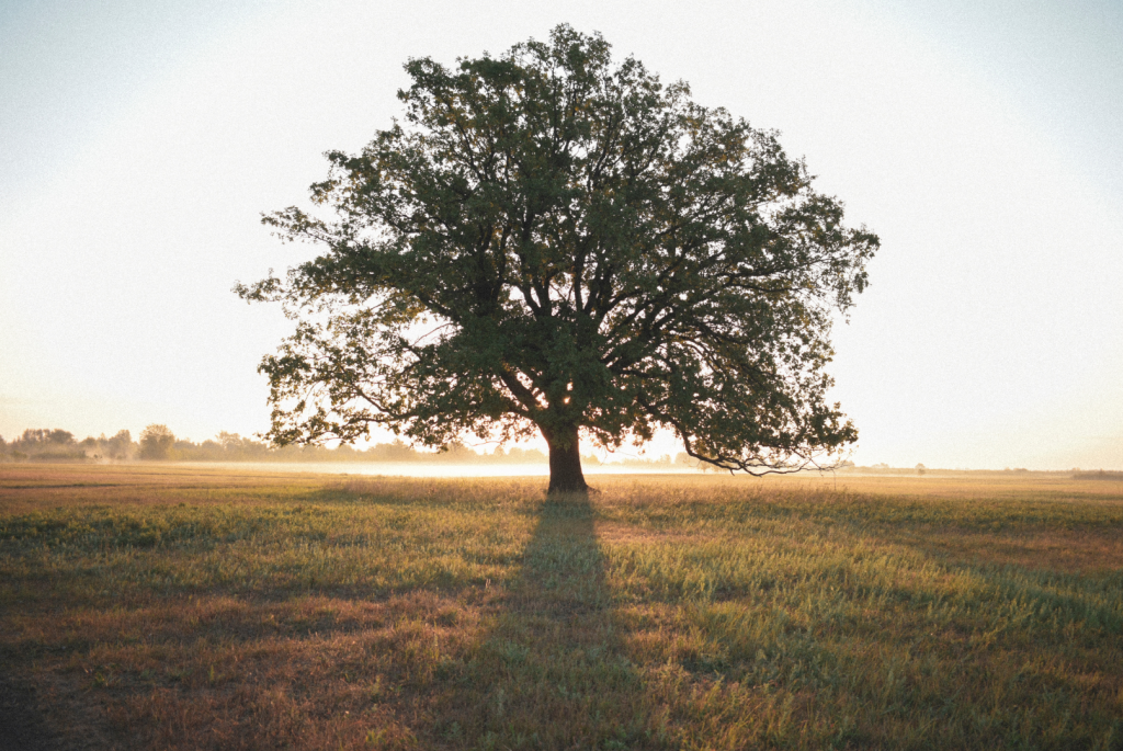 Arbre